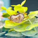 Anillo Joya con Alma — Pelo de Mascota